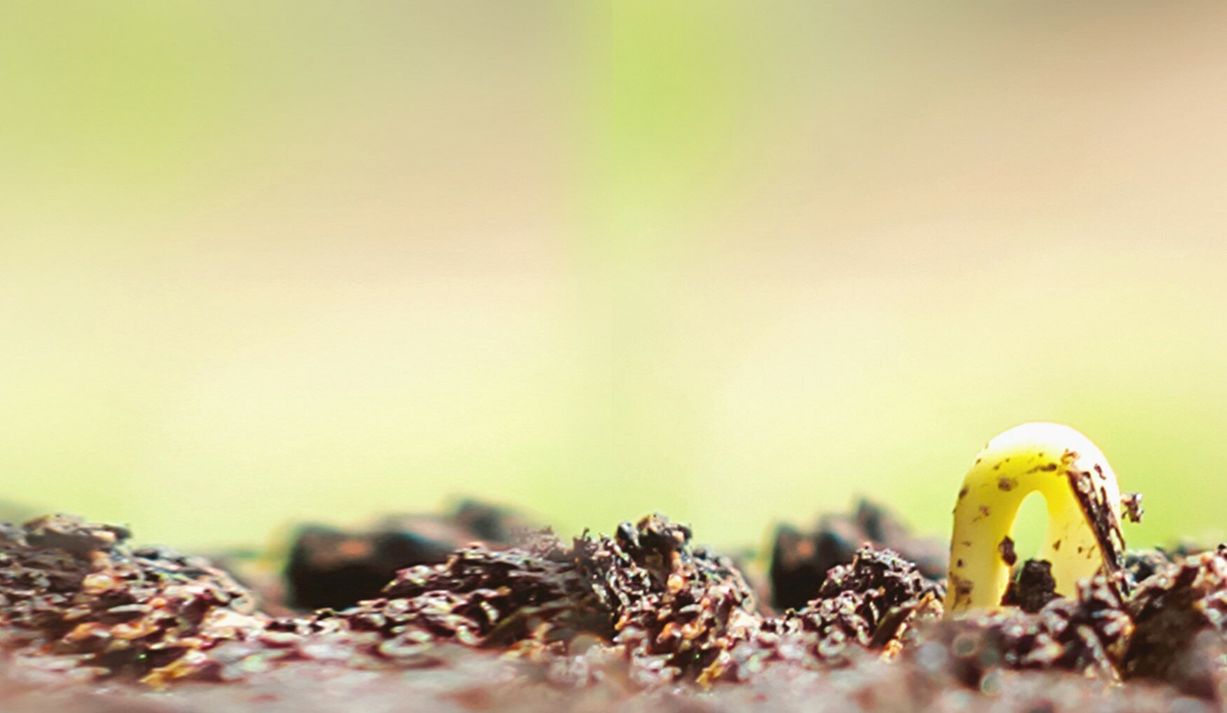 GO Organics product